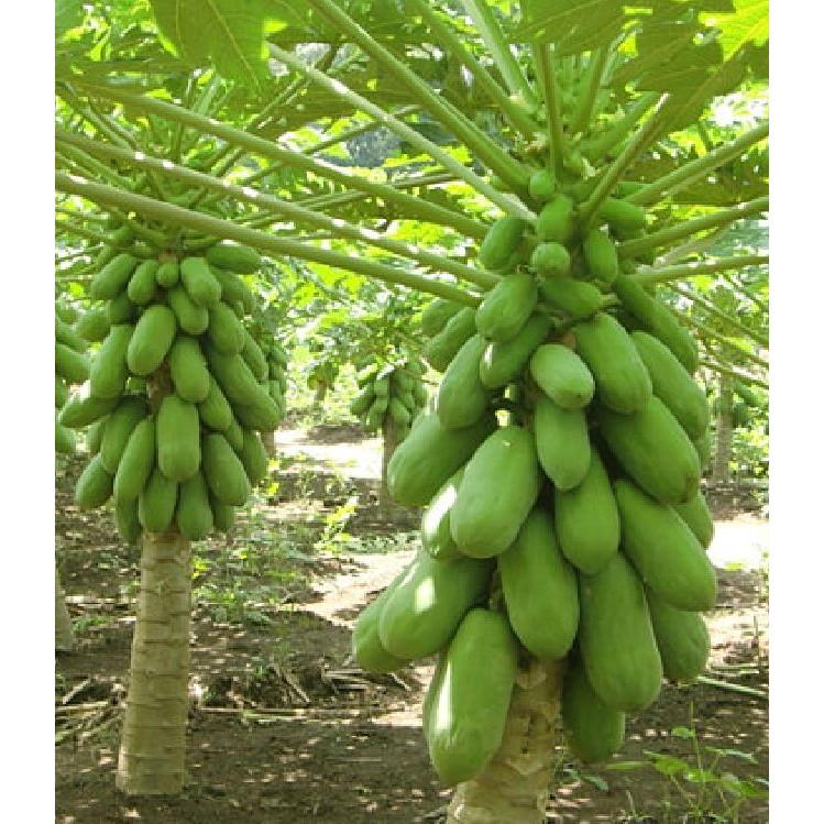 Hạt Giống Đu Đủ Lùn Xanh Siêu Quả - 1 Gói 5 Hạt
