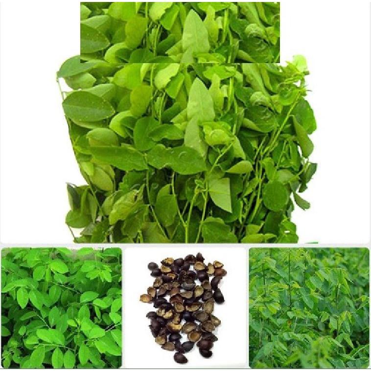 Combo 3 gói hạt giống rau bồ ngót -gói 0,1 gram-tặng kèm gói phân bón lót