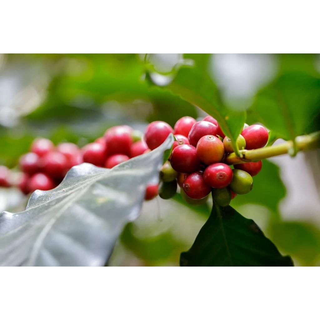 Arabica Washed(Chế biến ướt) - Vị đắng nhẹ, chua thanh, hương trái cây, hậu ngọt dịu - Cà phê pha phin/ Pha máy |250 - 500gr|