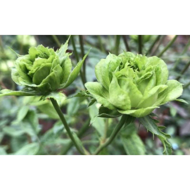 Cây hoa hồng xanh thân gỗ