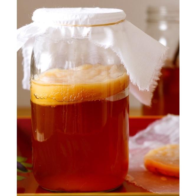 Scoby làm trà Kombucha, con giống Kombucha kèm nước mồi 150ml, con giống làm trà Kombucha