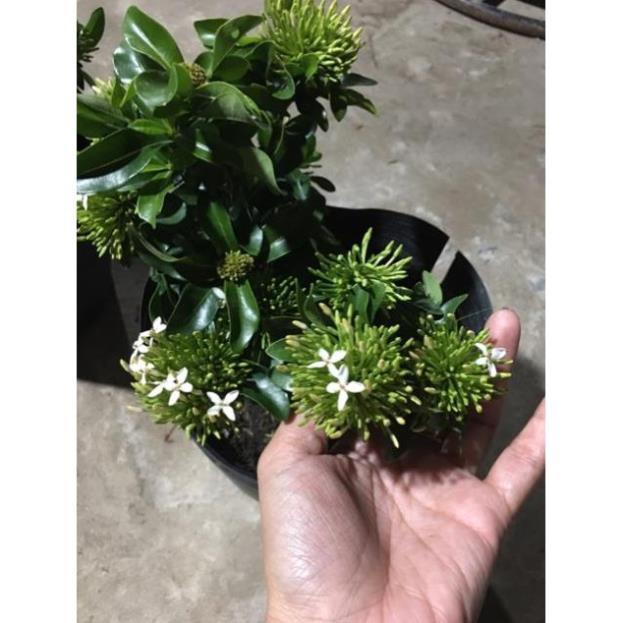 Hoa mẫu đơn màu trắng siêu hoa