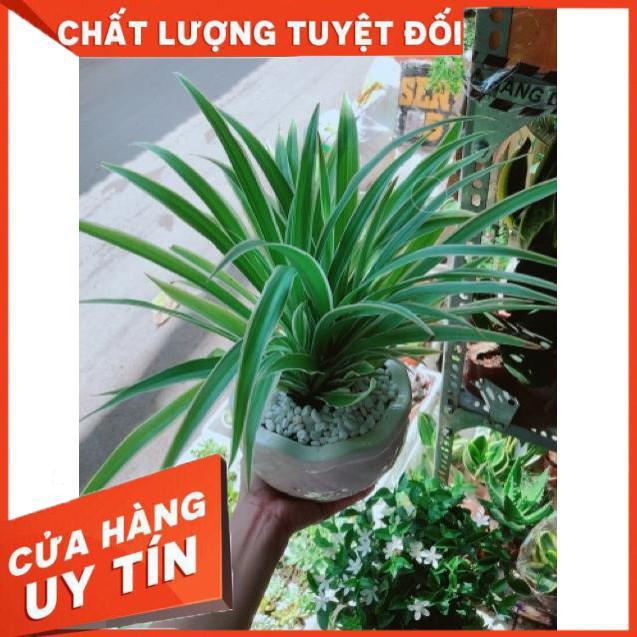 Chậu lan phát tài