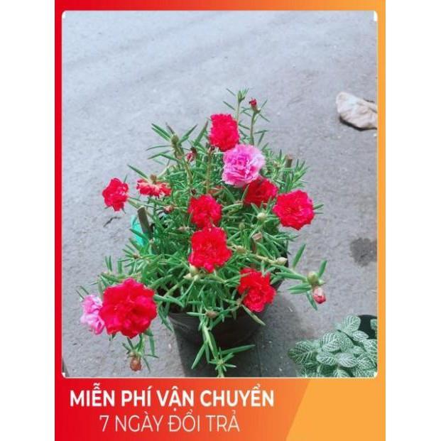 Hoa Mười Giờ