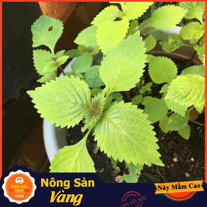 Hạt giống Rau Kinh Giới - Nông Sản Vàng