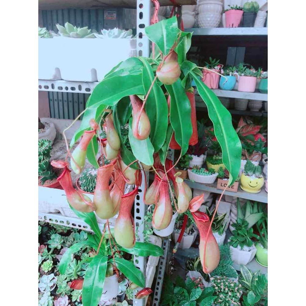 Chậu Nắp Ấm Size Đại Bán Chạy