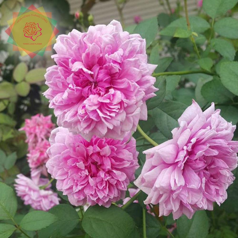 Cây hoa hồng ngoại Sister Elizabeth hoa chùm siêu thơm