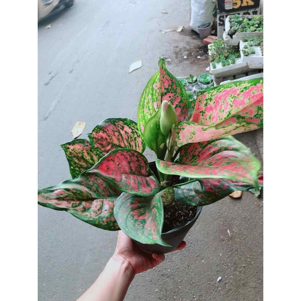 Cây hoa vạn lộc Bán Chạy