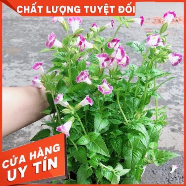 Chậu Hoa Ban Sê