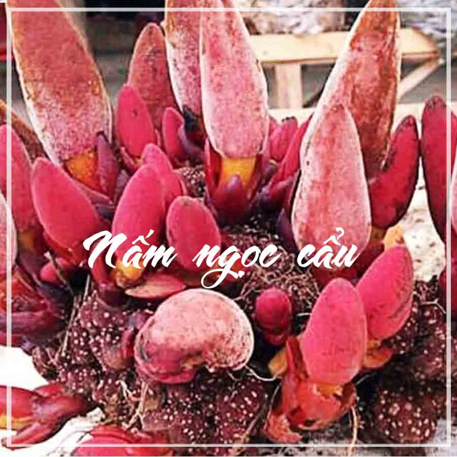 1kg Nấm Ngọc Cẩu rừng khô sạch