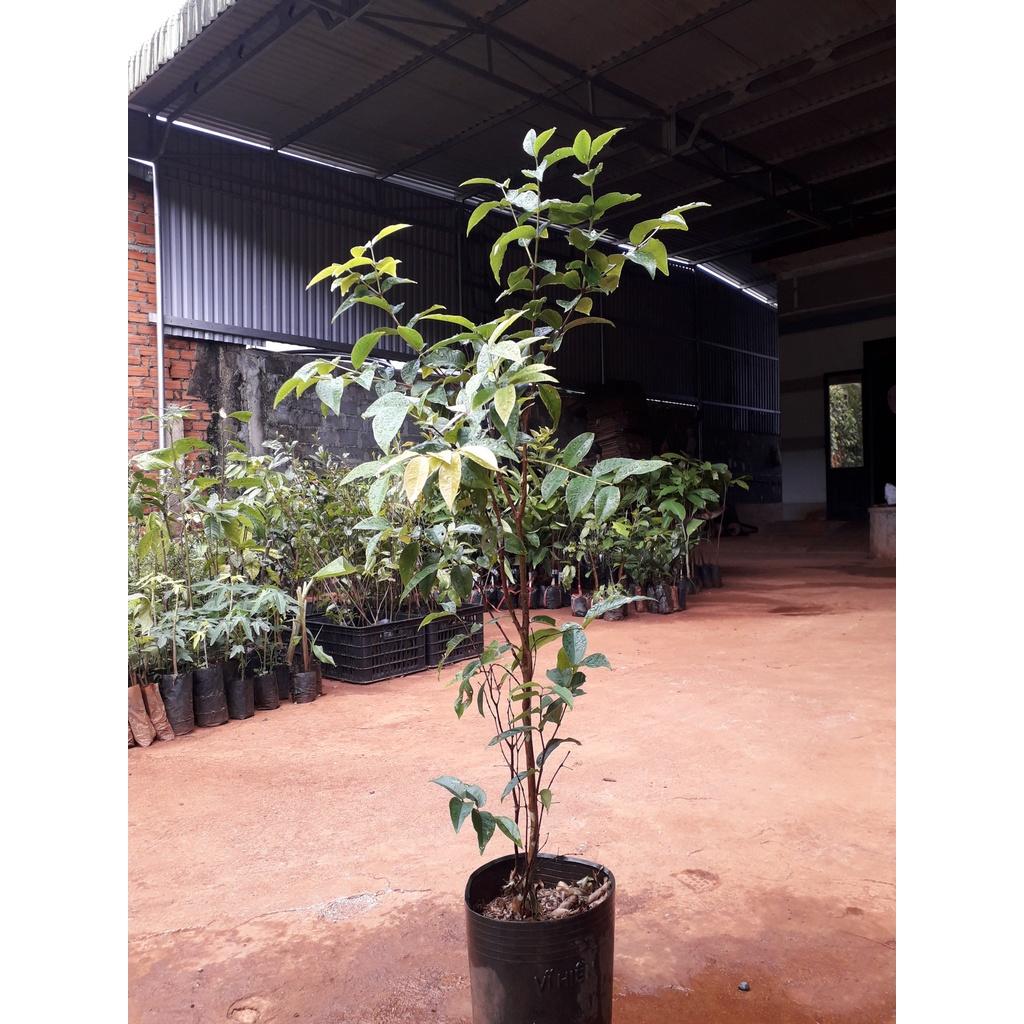 CÂY GIỐNG NHO THÂN GỖ ĐỎ 12 VỤ .