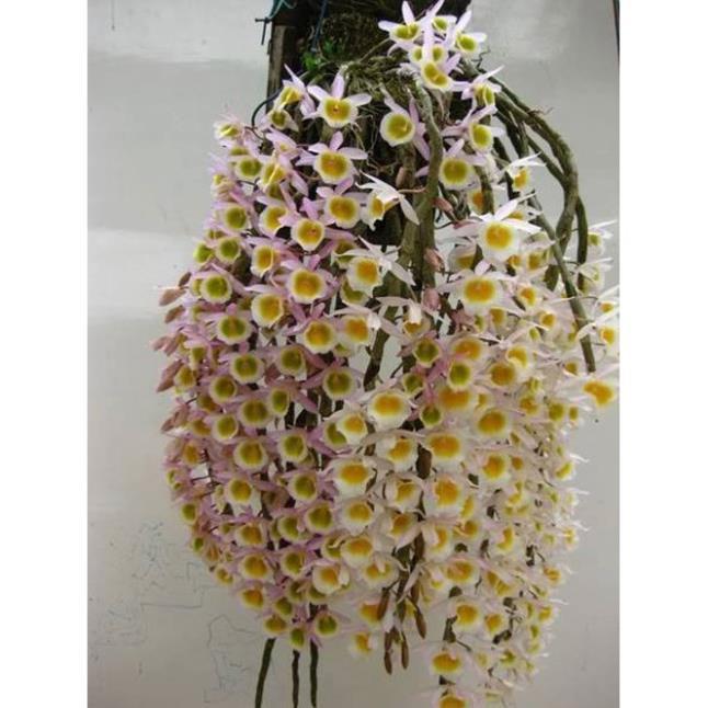 1 bảng  lan long tu lào rừng tây bắc hàng thuần siêu to, hoa siêu đẹp