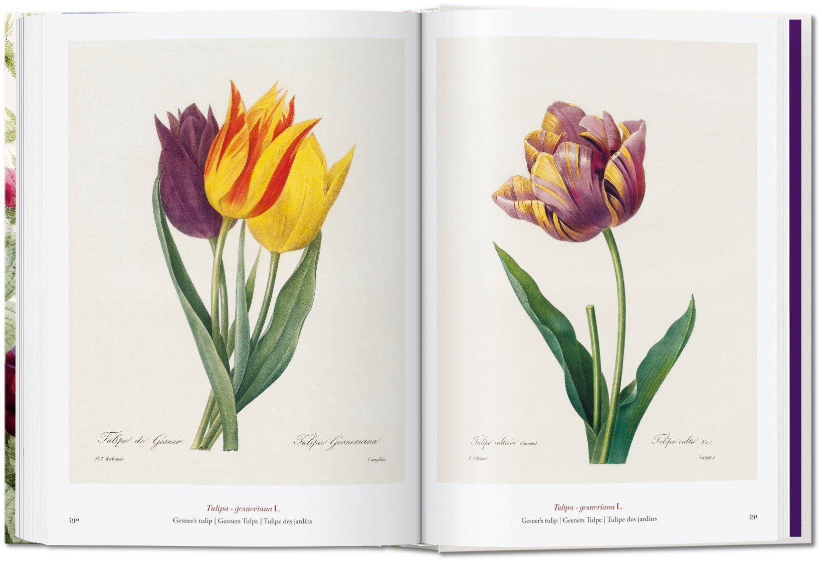 Artbook - Sách Tiếng Anh - Book Of Flowers