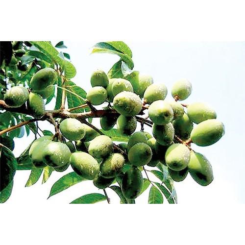 CÂY GIỐNG CÂY TRÁM XANH CAO SẢN, CAM KẾT GIỐNG CHUẨN F1