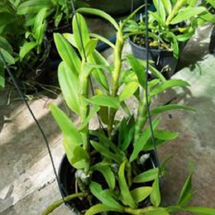 Sản Phẩm Hoa lan trầm thanh hoa cánh ám