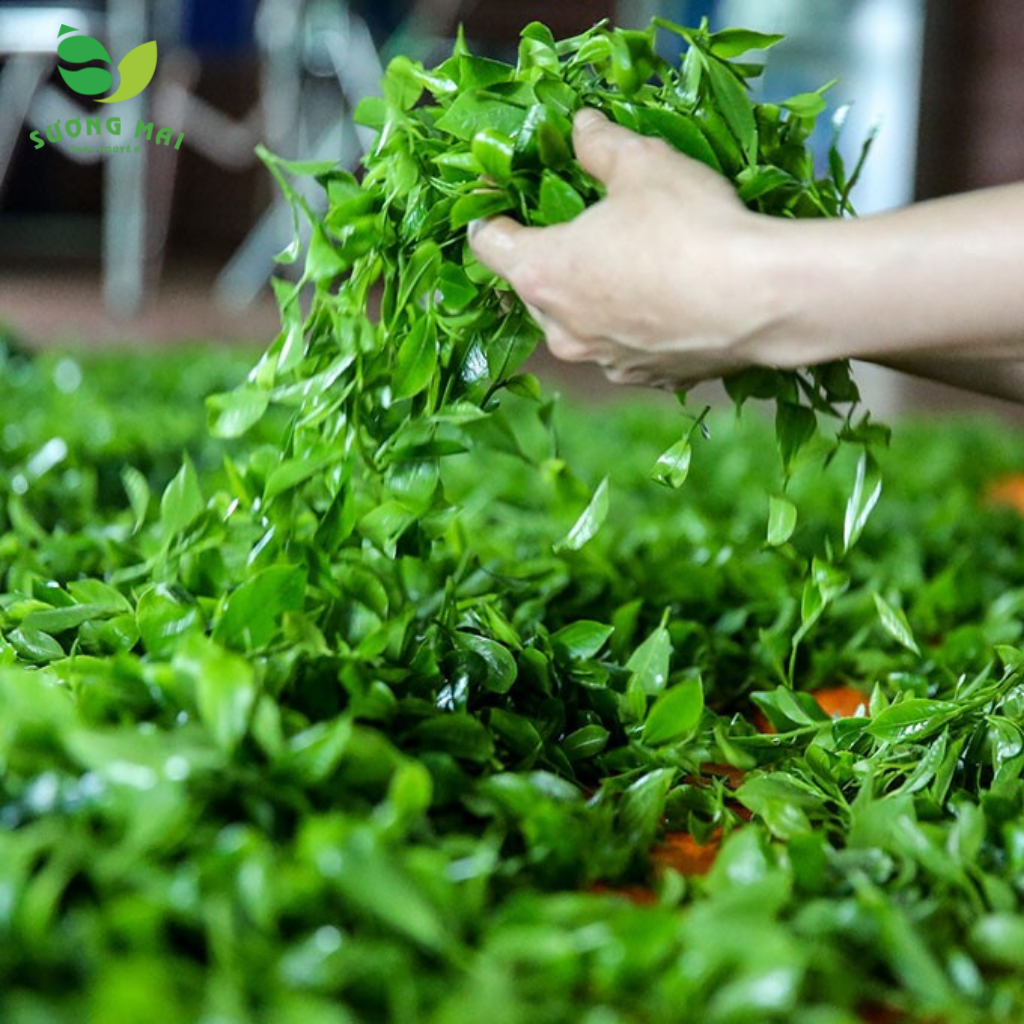 Trà xanh Tân Cương Hoàng Vị Xuân – Giai Nhân