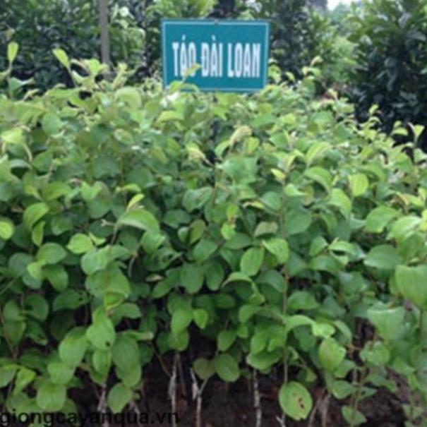 Táo lai lê quả to ,ăn ngọt