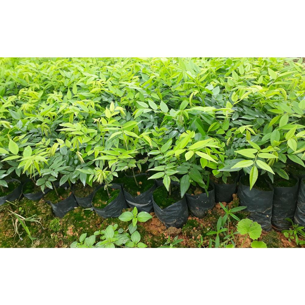 Hạt giống cây Sưa Đỏ CT500 - Gói 20 hạt
