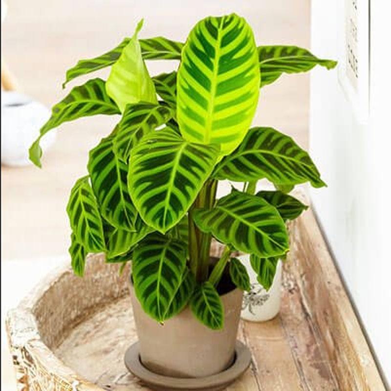 Cây Đuôi Công Ngựa Vằn ( Calathea Zebrina ) - cây cảnh để bàn