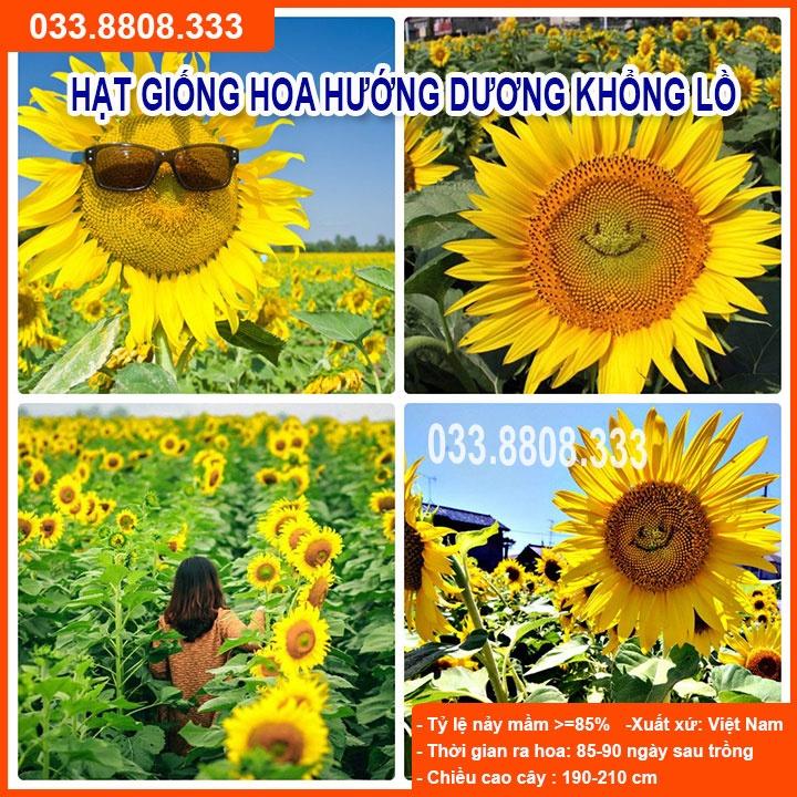 Hạt Giống Hoa Hướng Dương Khổng Lồ -Dễ Trồng Dễ Chăm Sóc