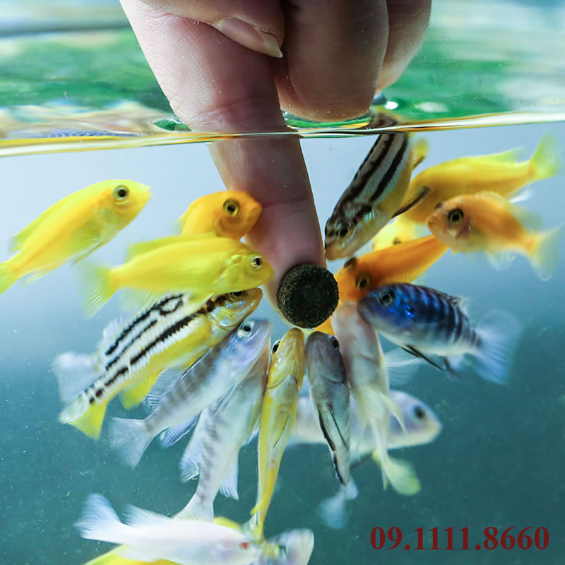 Thức ăn dán kính cho bể cá SMALL FISH SPECIAL FISH FOOD SL-13 SUNSUN