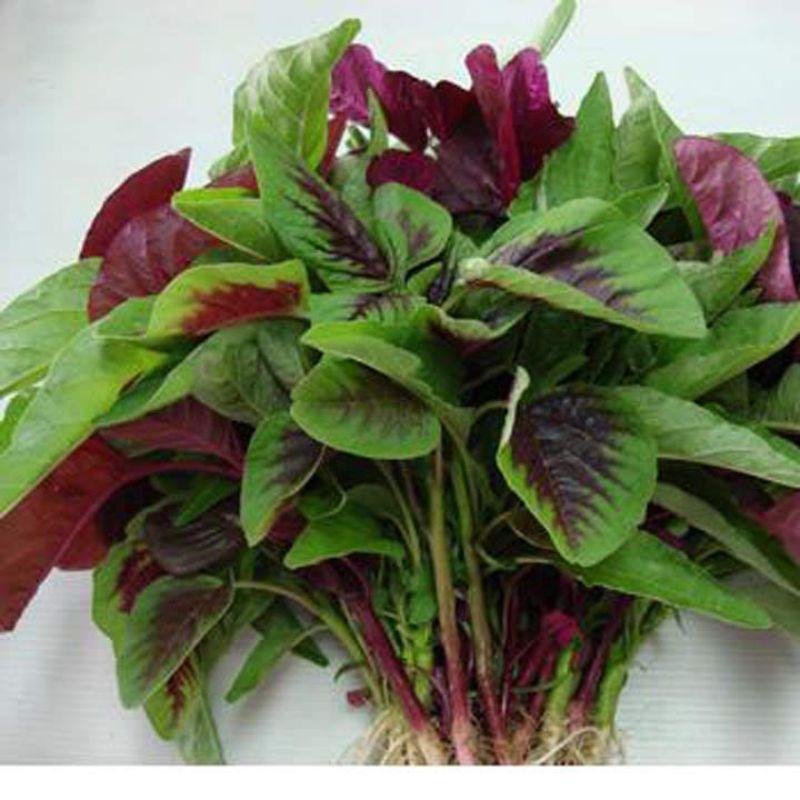 Hạt giống rau dền khoang 50g