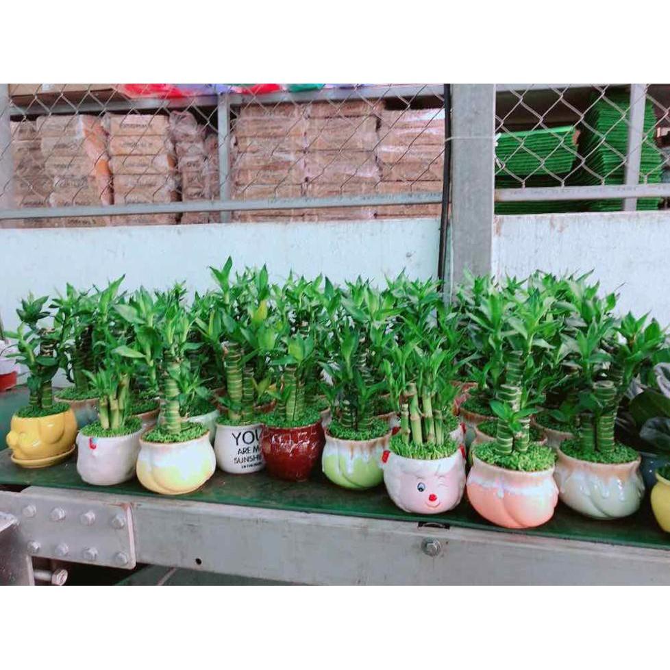 Chậu cây trúc Bán Chạy
