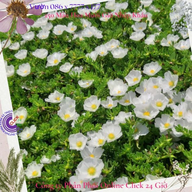Hoa Mười Giờ Sam Giọt Nước Giống Mới Tuyệt Đẹp Hoa Nhiều Dầy Đặc Hoa Mười Giờ Bonsai & Phụ Kiện