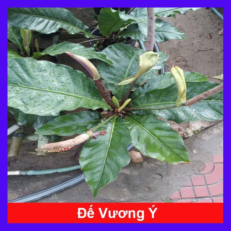 Cây Trầu Bà Đế Vương Ý - cây cảnh để bàn