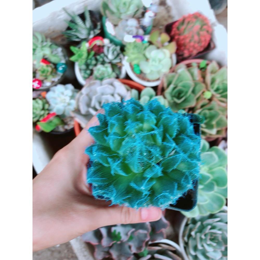 Chậu kim cương dạ quang