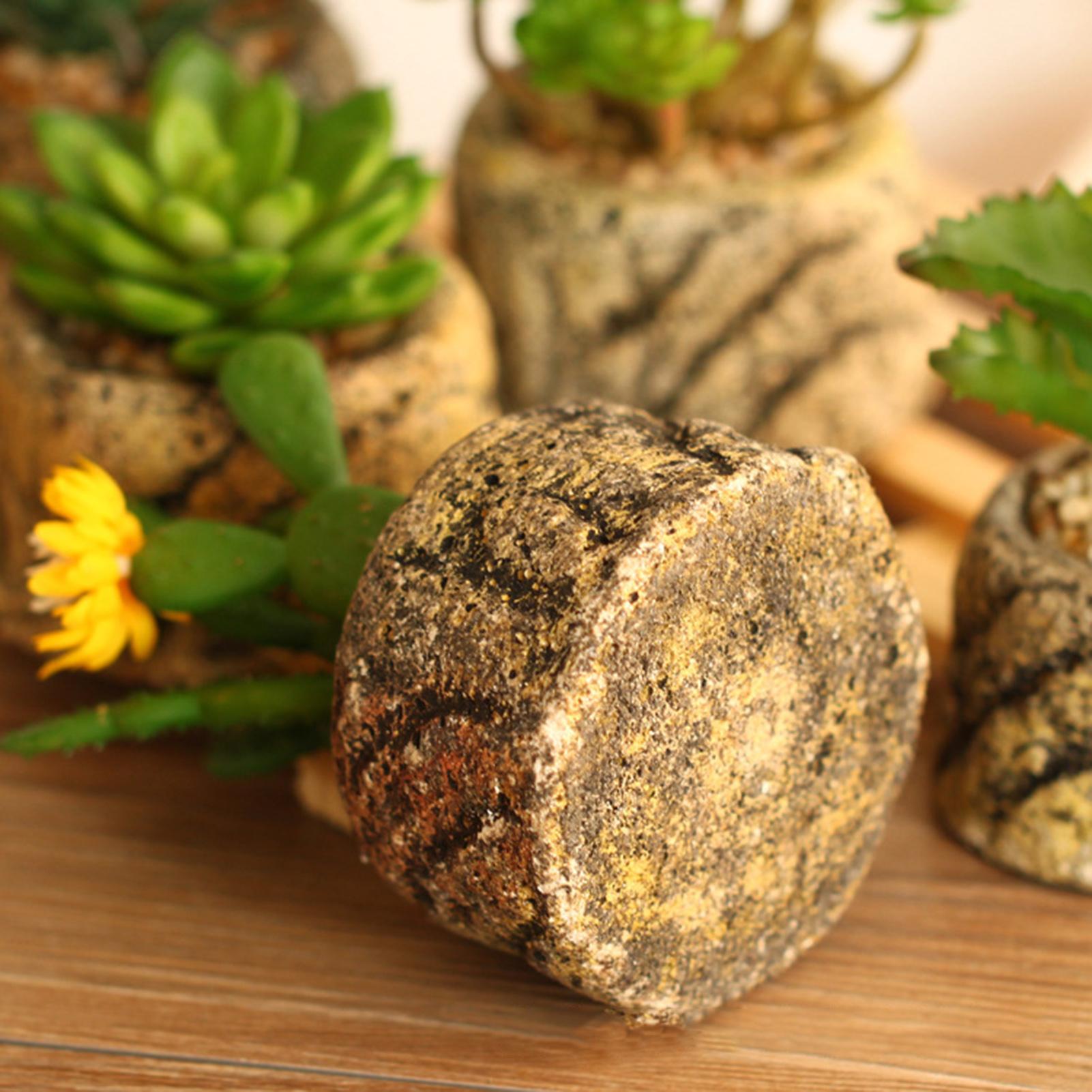 Cây Cảnh Mini Tươi Mọng Nước