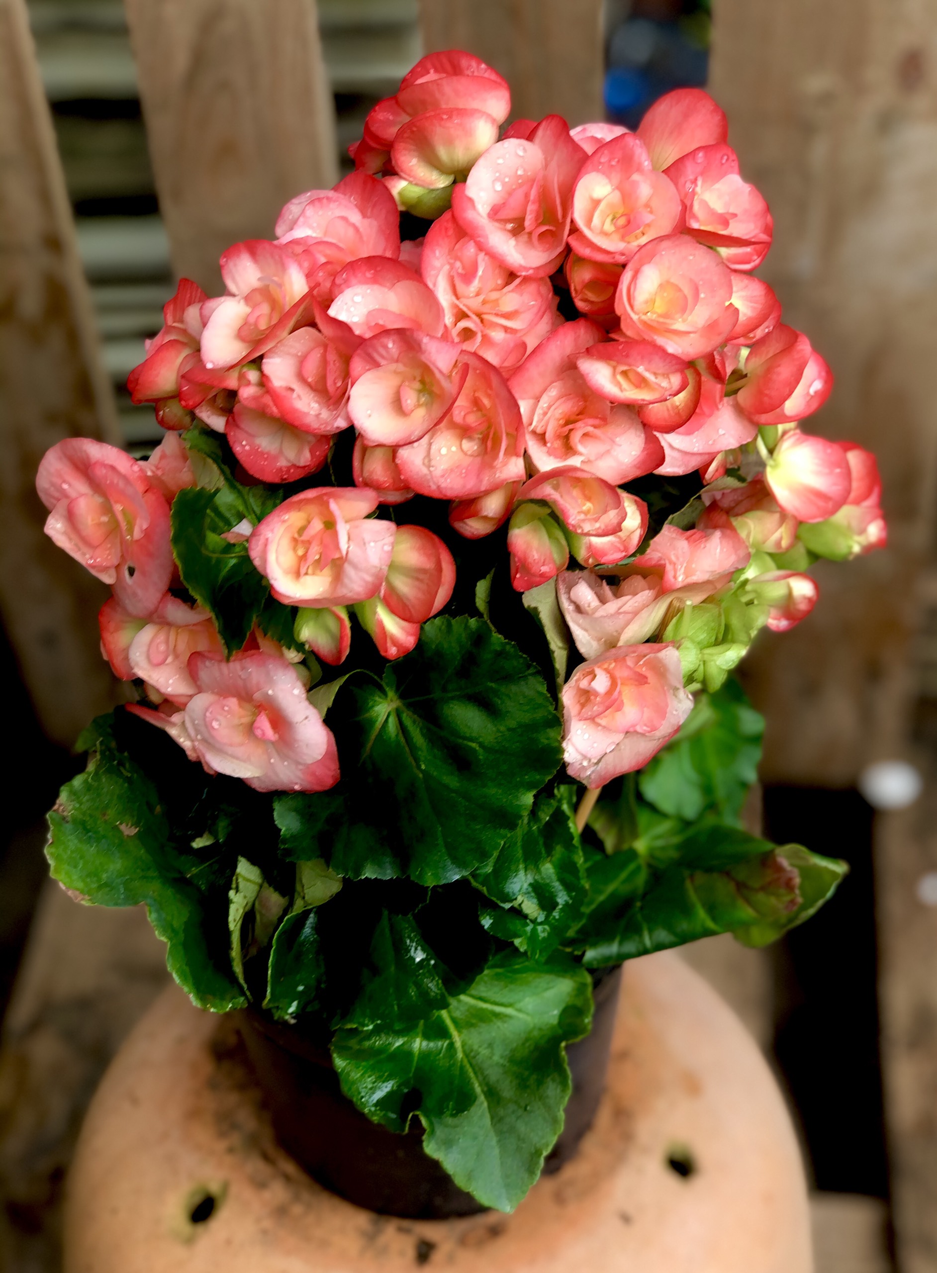 Chậu hoa Thu Hải Đường màu hồng Borias