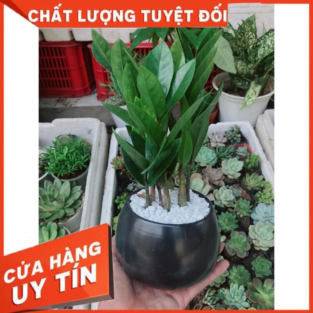 Chậu cây kim tiền thái