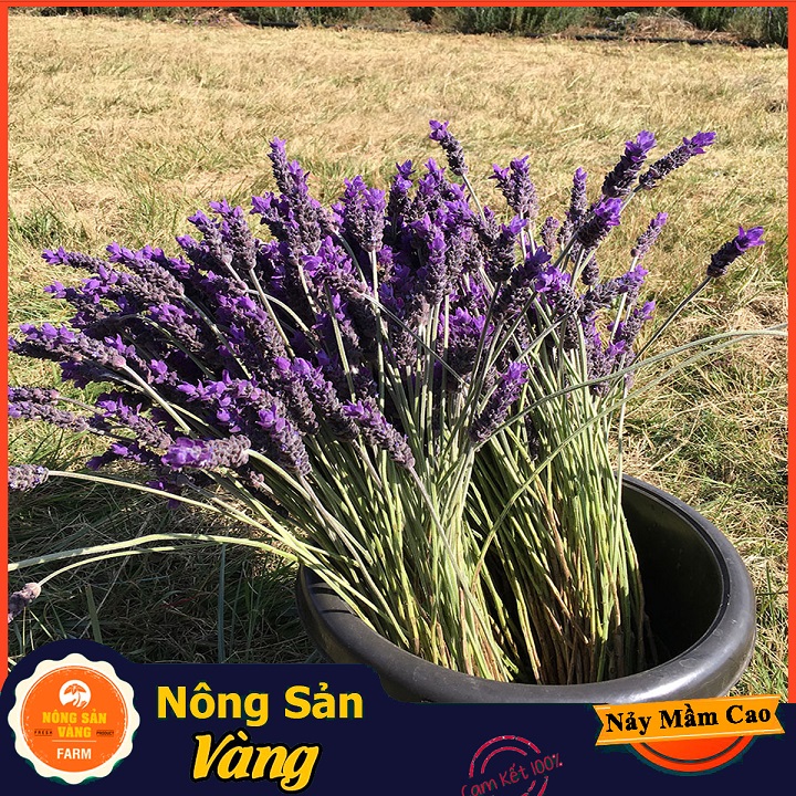 Hạt giống Hoa Oải Hương - Nông Sản Vàng