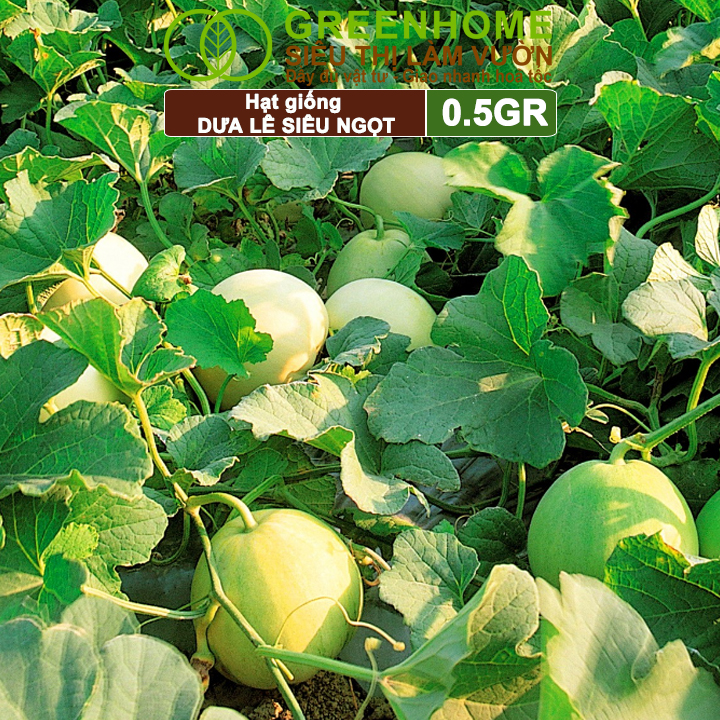 Hạt Giống Dưa Lê Popoca Siêu Ngọt, Greenhome, Gói 0.5GR, Dễ Trồng Quanh Năm, Nảy Mầm Cao, T25