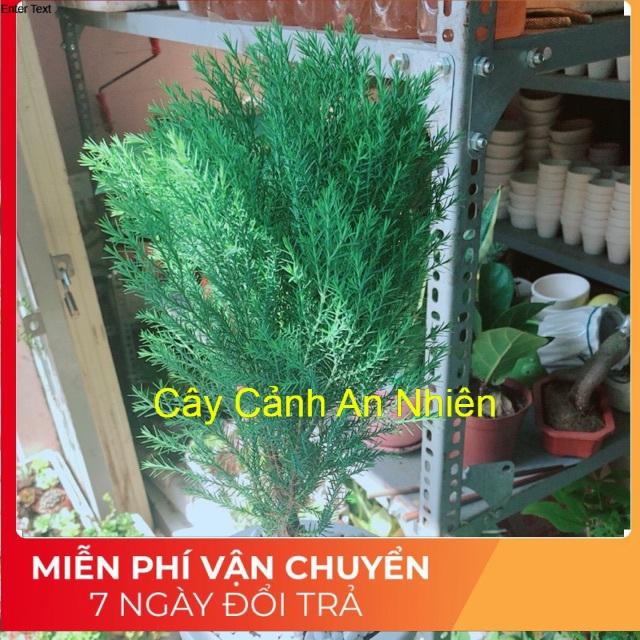 Chậu tùng bồng lai