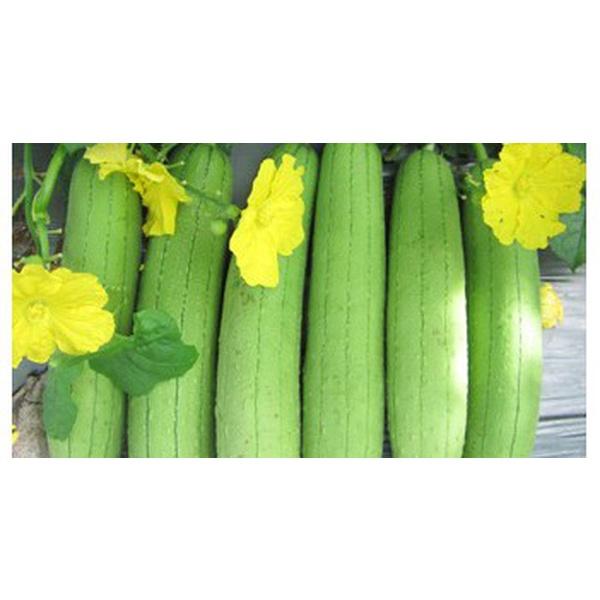 Hạt giống mướp hương Việt Nam siêu thơm - Rất Dễ Trồng, Thơm, Ngọt gói 2g