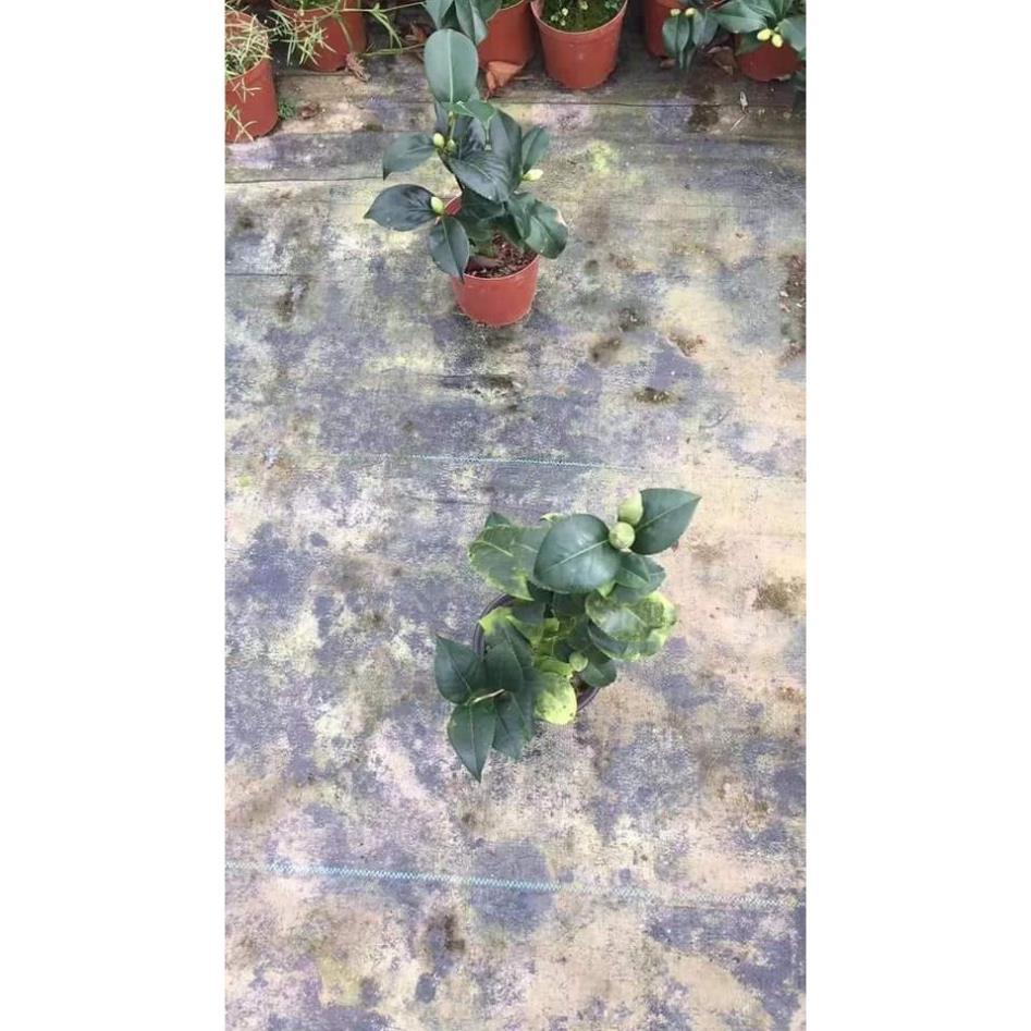Sản phẩm CÂY GIỐNG HOA TRÀ MY CHUẨN TRÀ TA ƯƠM HẠT