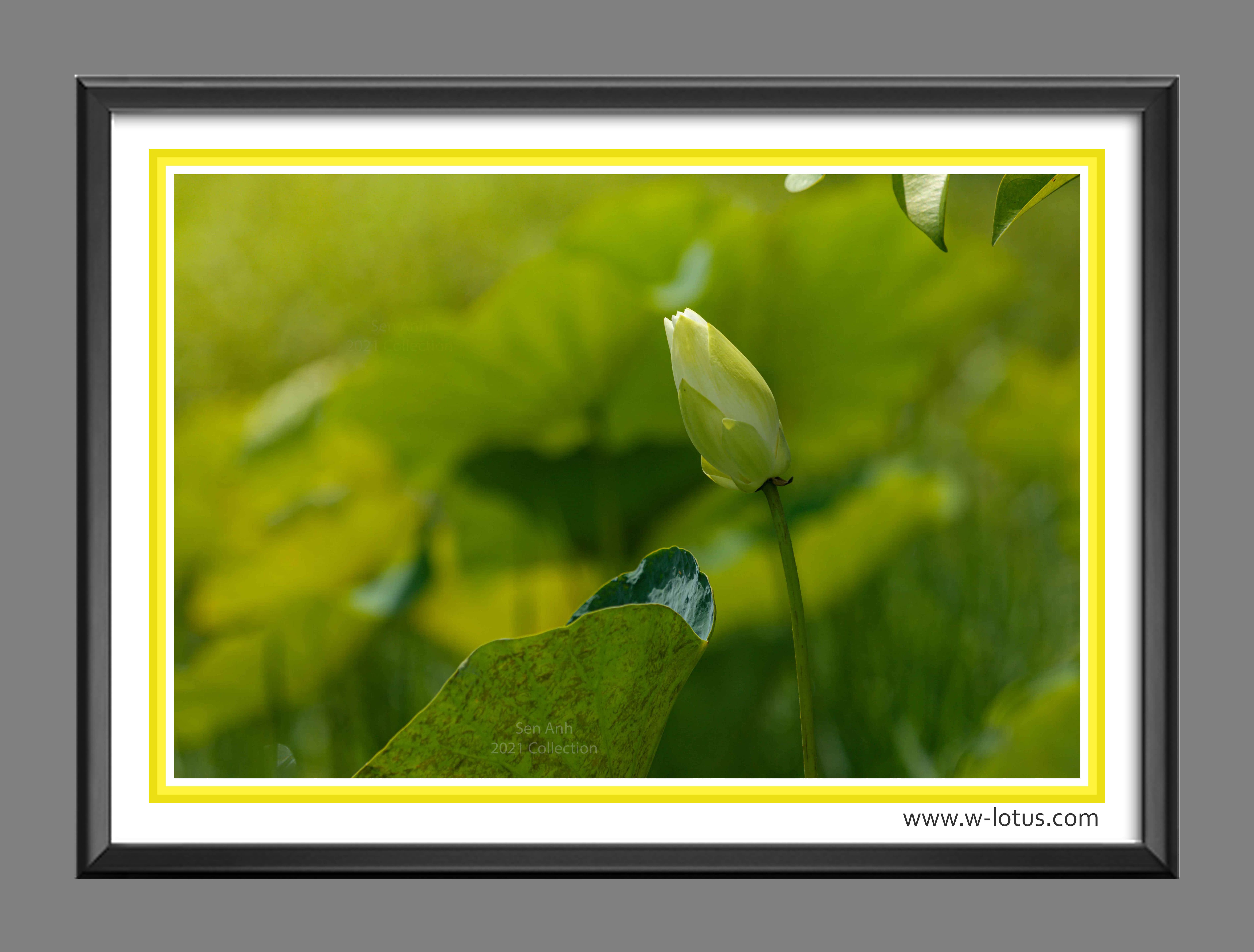 Tranh canvas hoa Sen treo phòng khách ST-00473