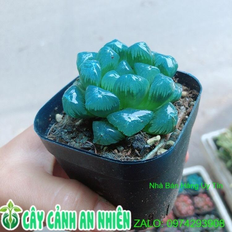 Chậu Kim Cương Hàng Đẹp Được Chọn Màu