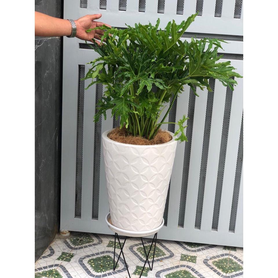 Chậu sứ cây trầu bà thanh xuân chỉ giao tại TP.HCM