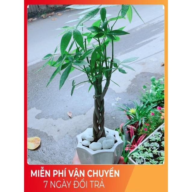 Chậu Kim Ngân Thắt Bính Mini