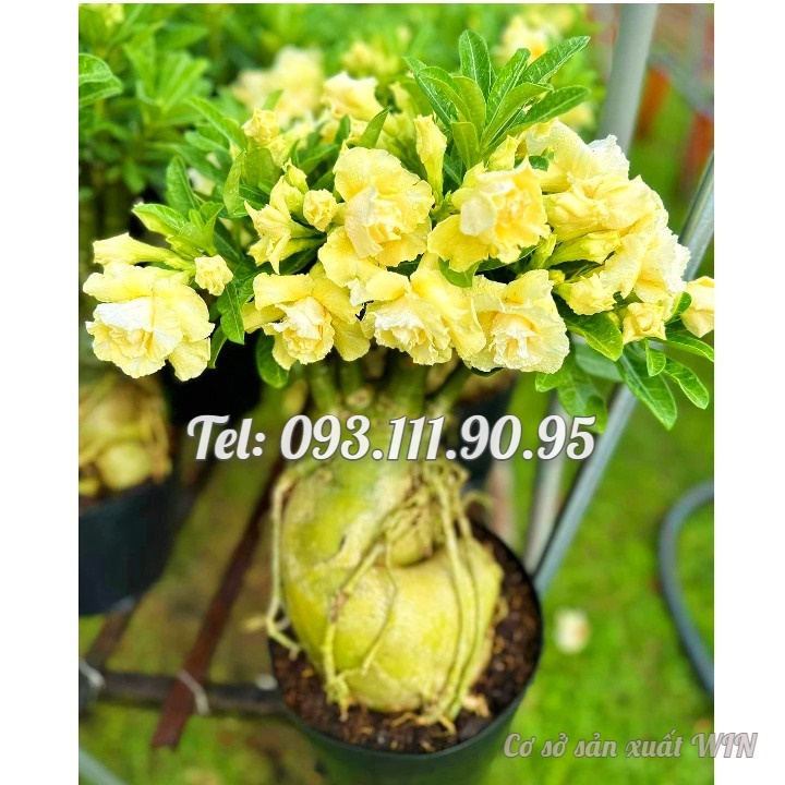 Hạt giống hoa sứ ghép Thái Lan hoa vàng cánh to - Bịch 10 hạt – Mã số 2092