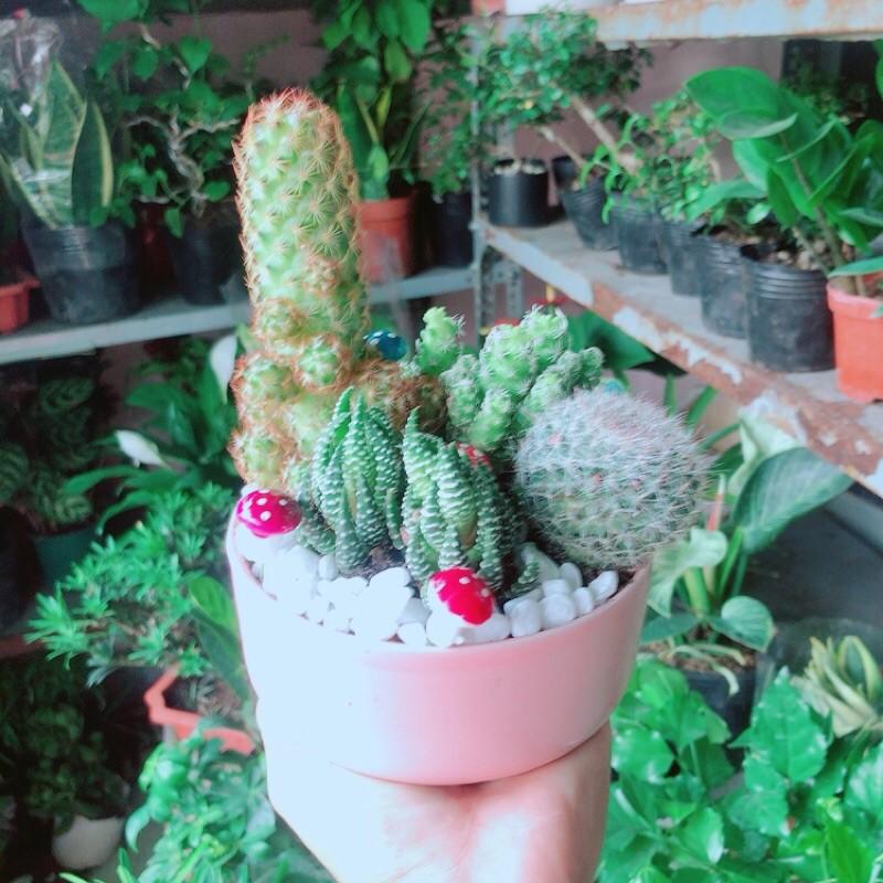 Chậu Xương Rồng Tiểu Cảnh