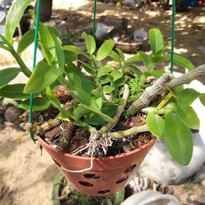 Sản Phẩm Hoa lan trầm thanh hoa cánh ám