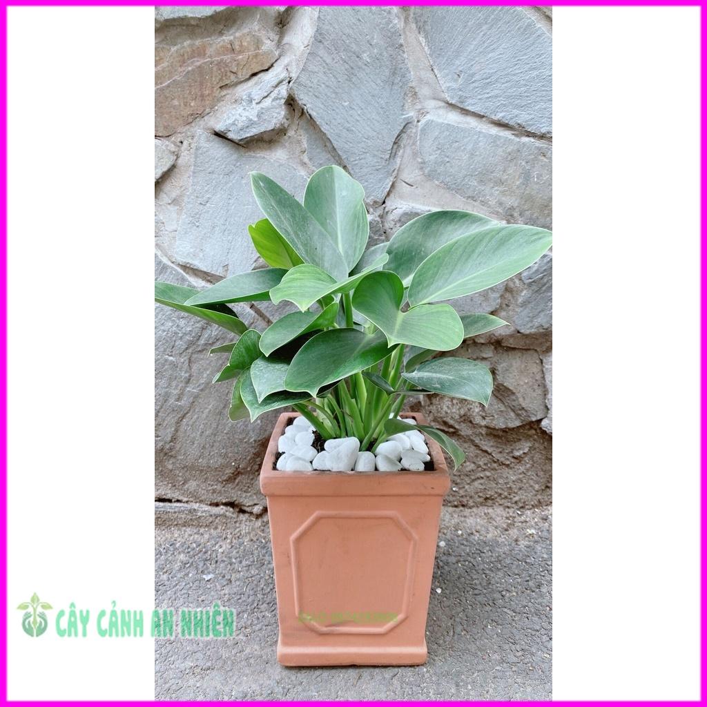 Chậu Trầu Bà Đế Vương Xanh