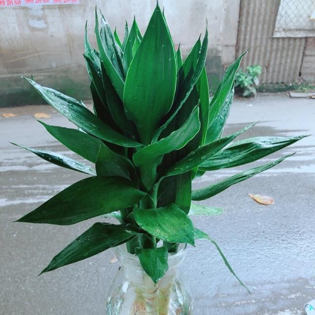 Chậu Phát Tài Búp Sen