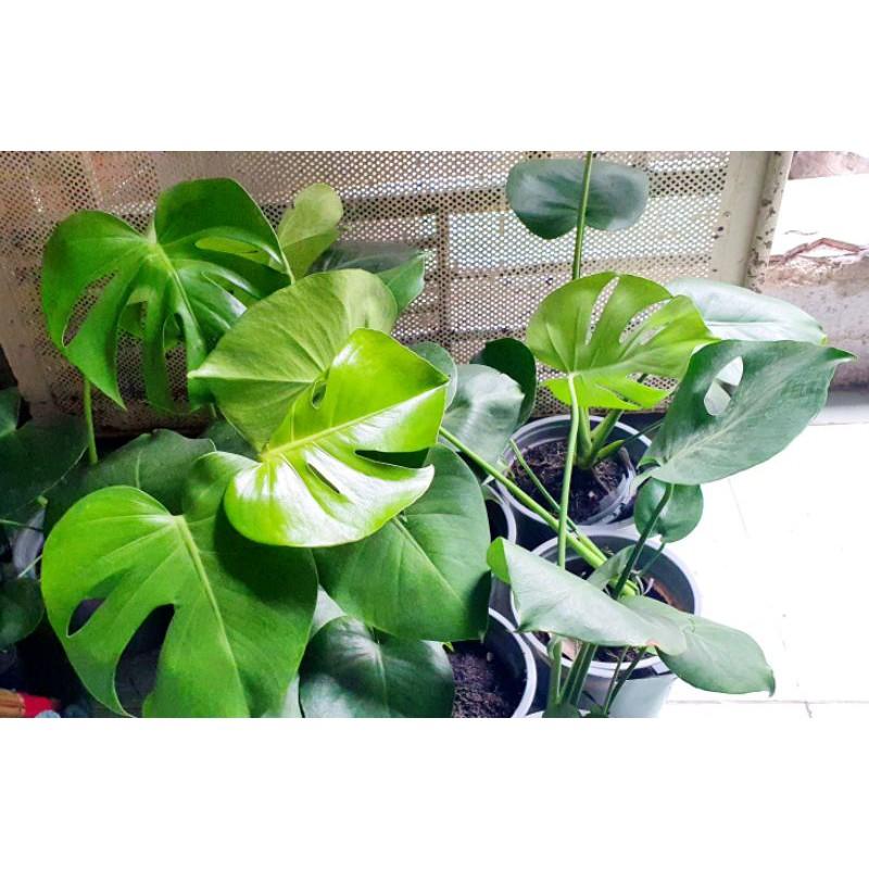 GIÁ THỂ TRỒNG KIỂNG ĐẸP
