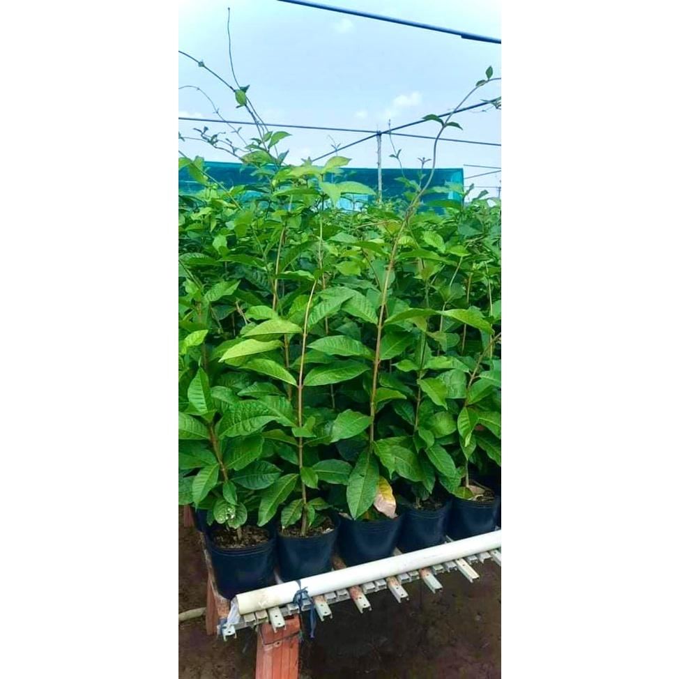 Cây mai xanh thái cao 1m