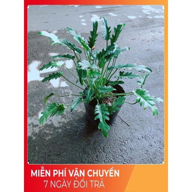 Trầu Bà Chân Vịt